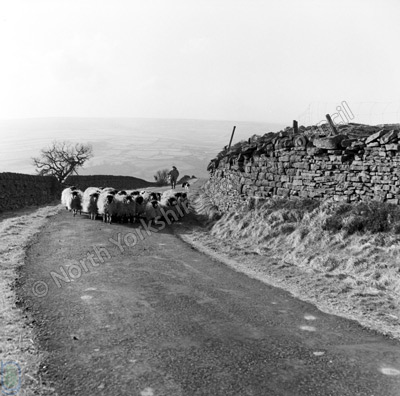 Shepherding, Silver Hill